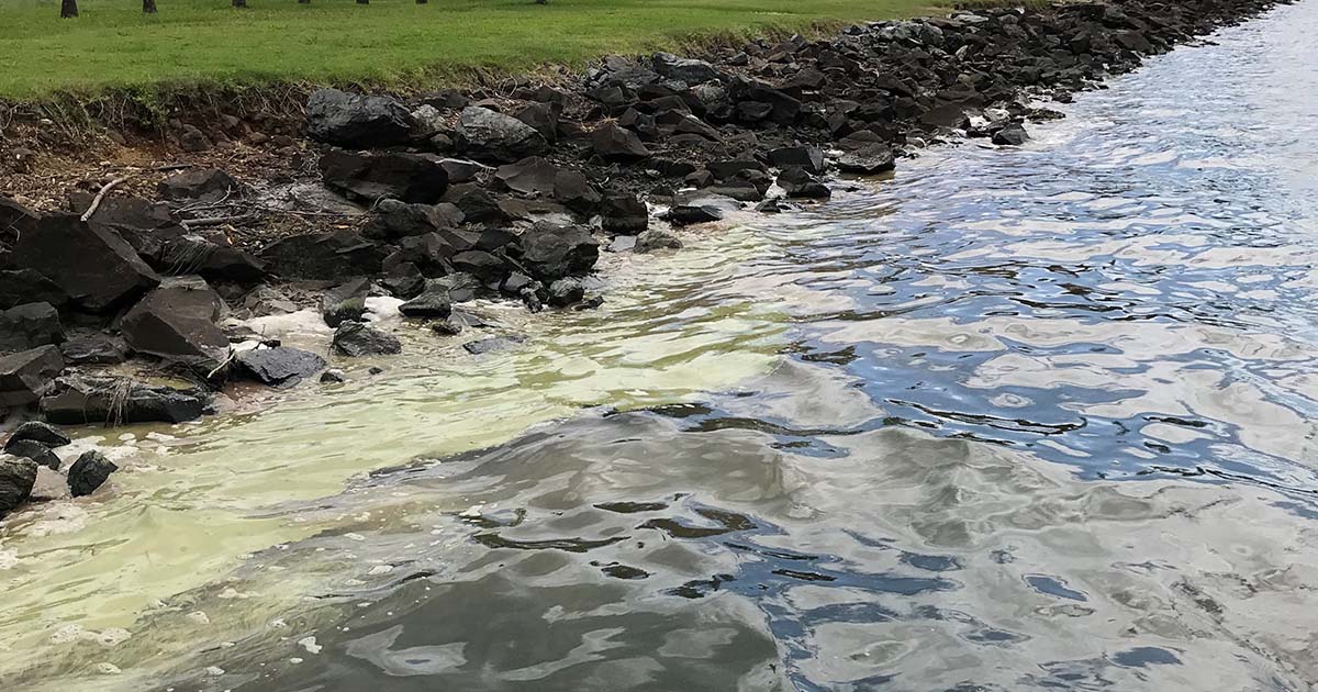 Warm weather brings algal bloom to local waterways