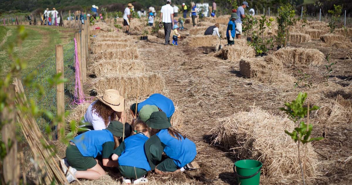 Lennox Headland Tree Planting Day Returns