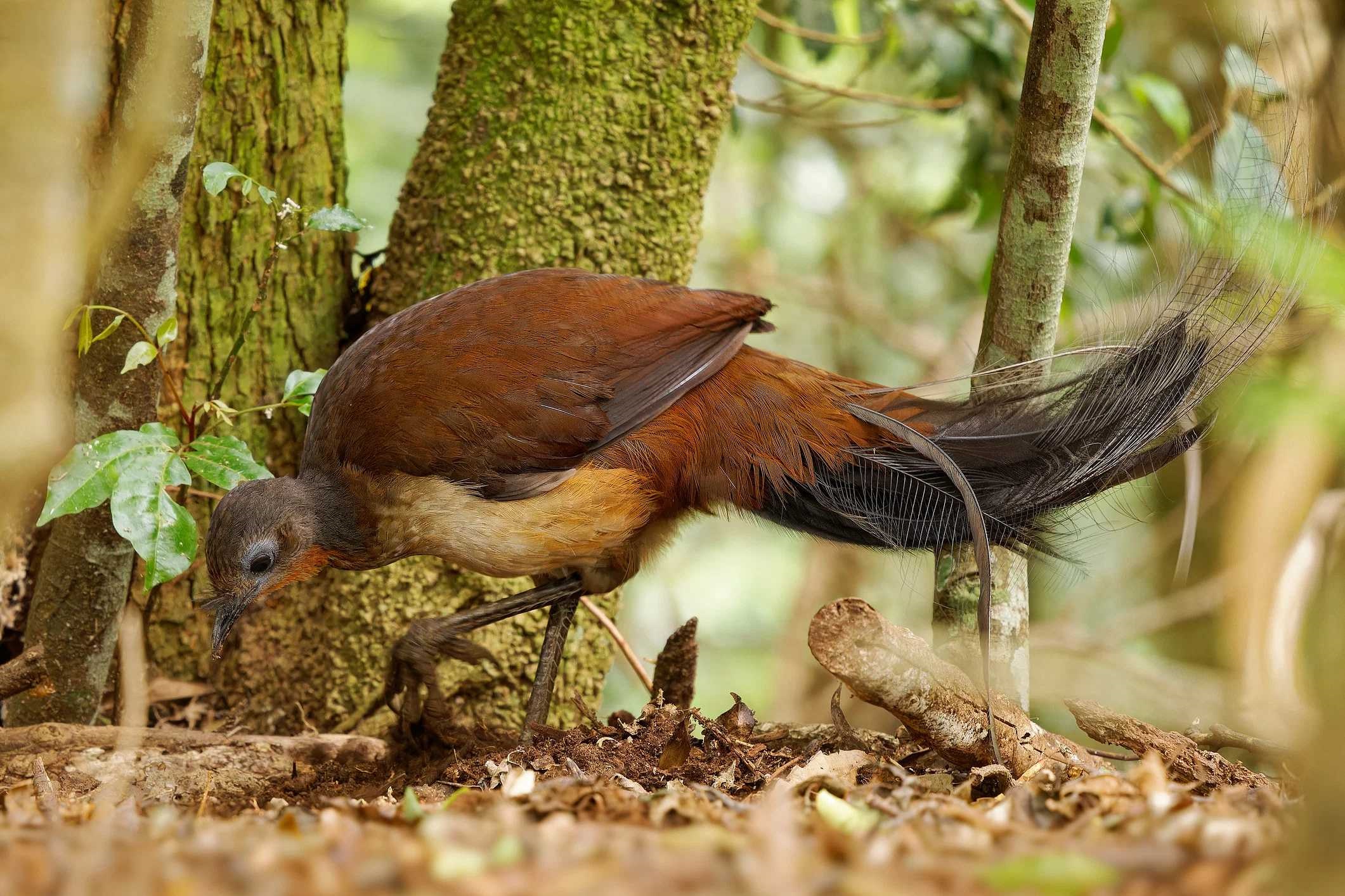 alberts-lyrebird-istock-1463203397.jpg