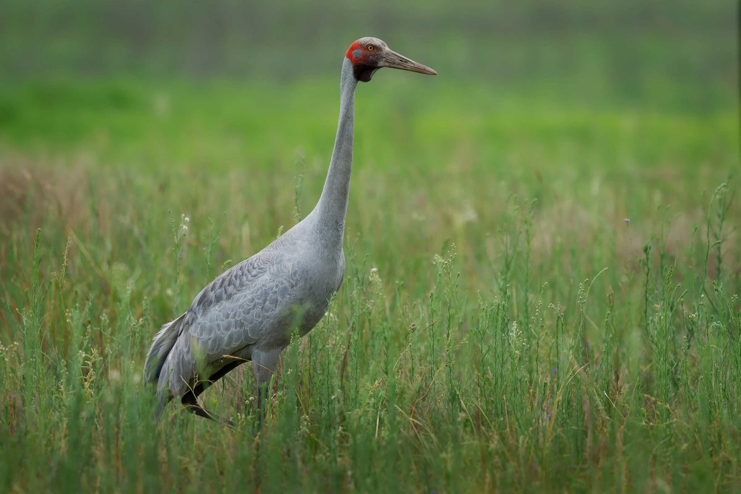 brolga-istock-1570373062.jpg