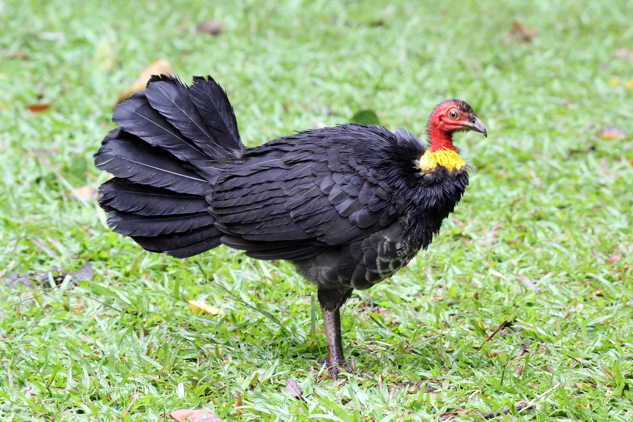 brush-turkey-istock-1660480475.jpg