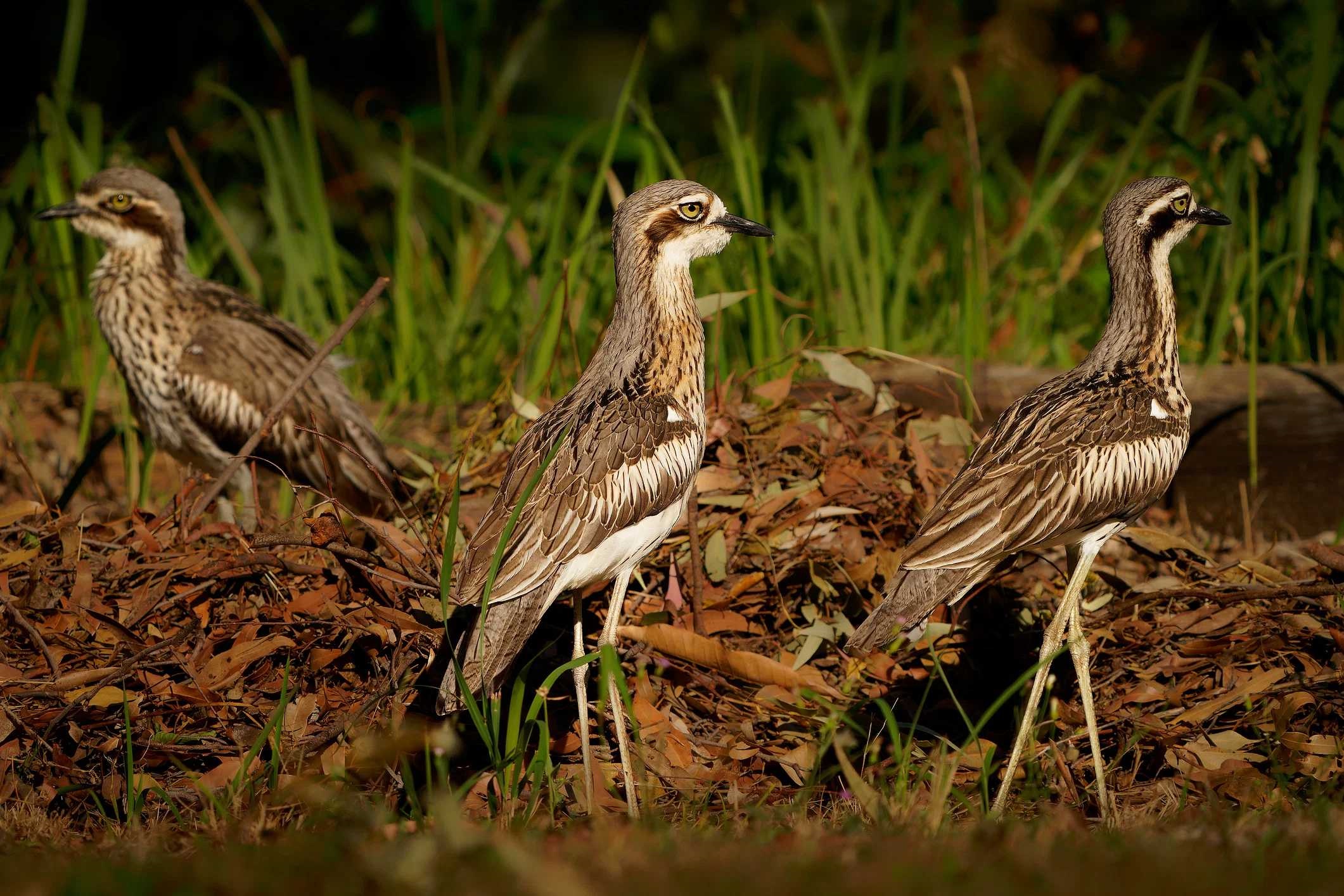 bush-stone-curlew-istock-1421138464.jpg