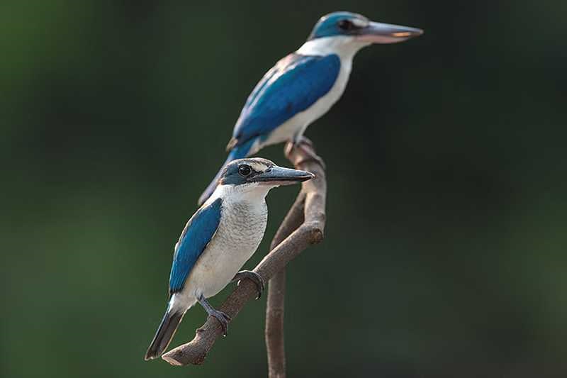 collaredkingfisher.jpg