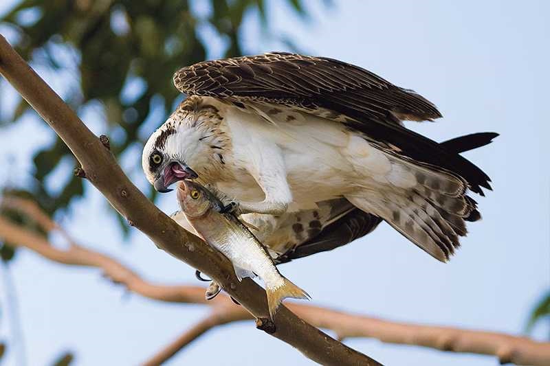 eastern-osprey.jpg