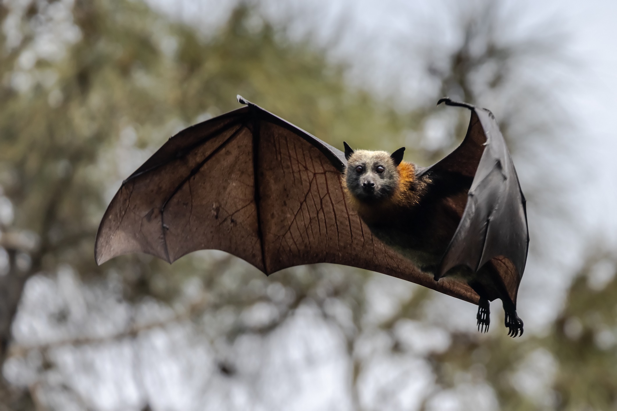 flying-fox-istock-1365008587.jpg