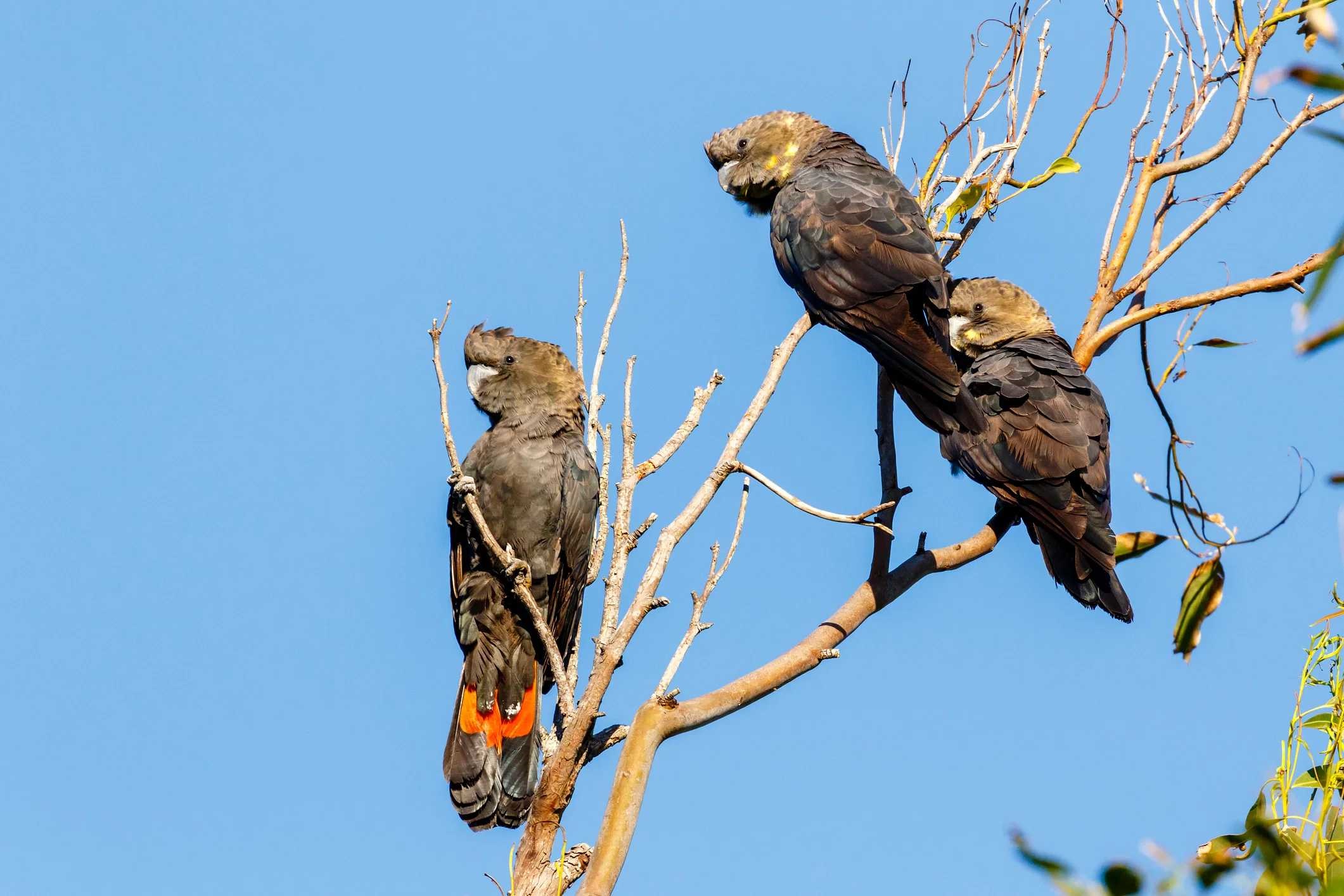 glossy-black-cockatoo-istock-1327407360.jpg