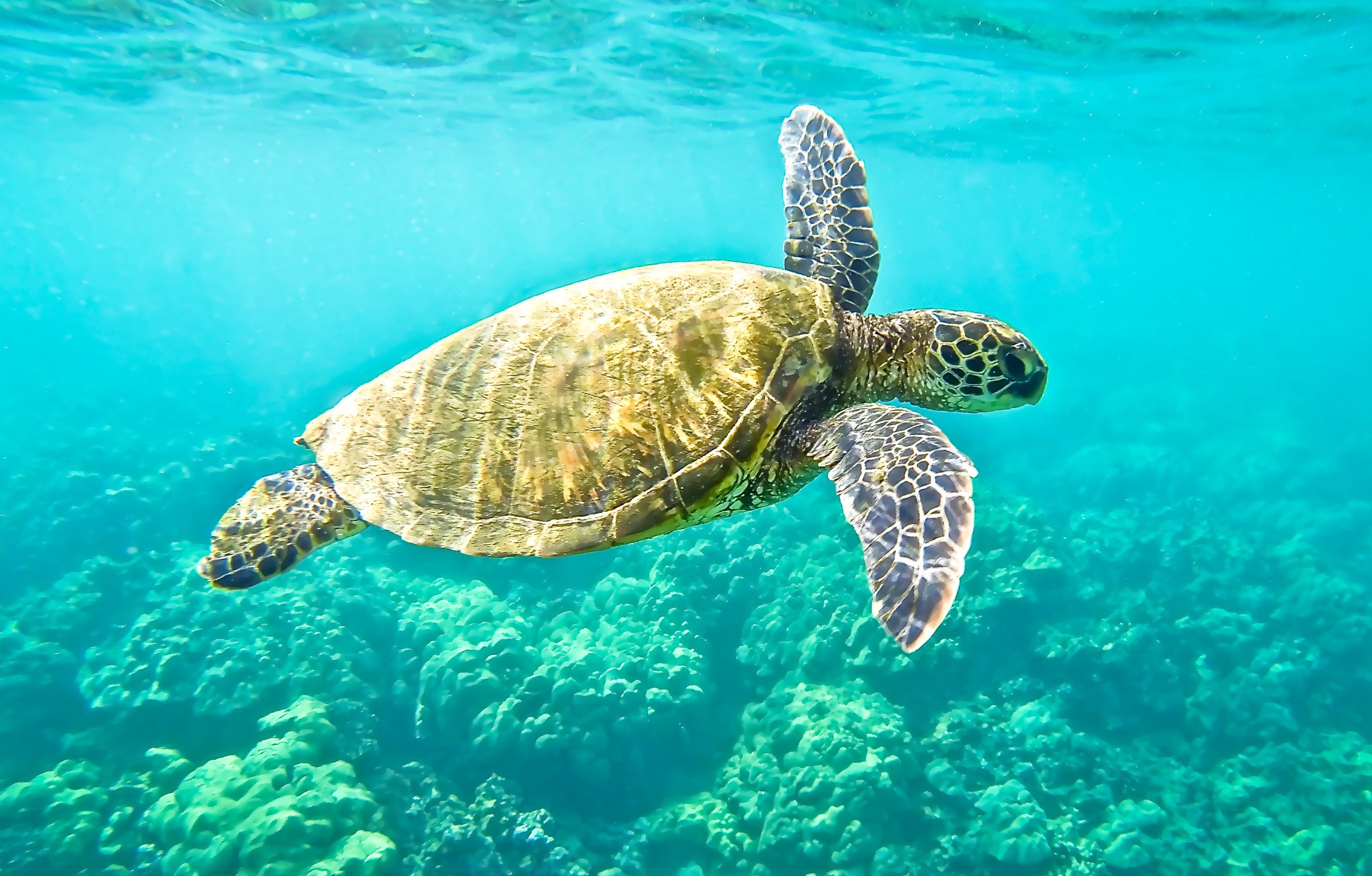 green-sea-turtle-istock-482234278.jpg