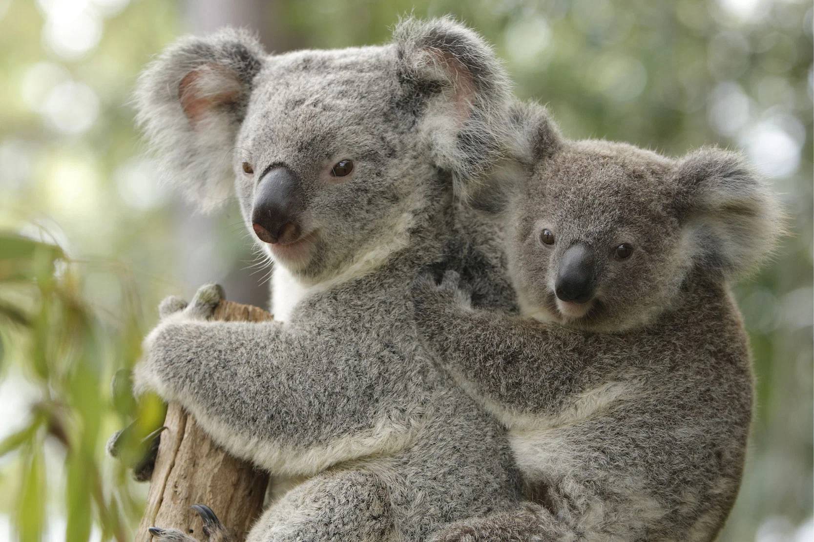 two koalas