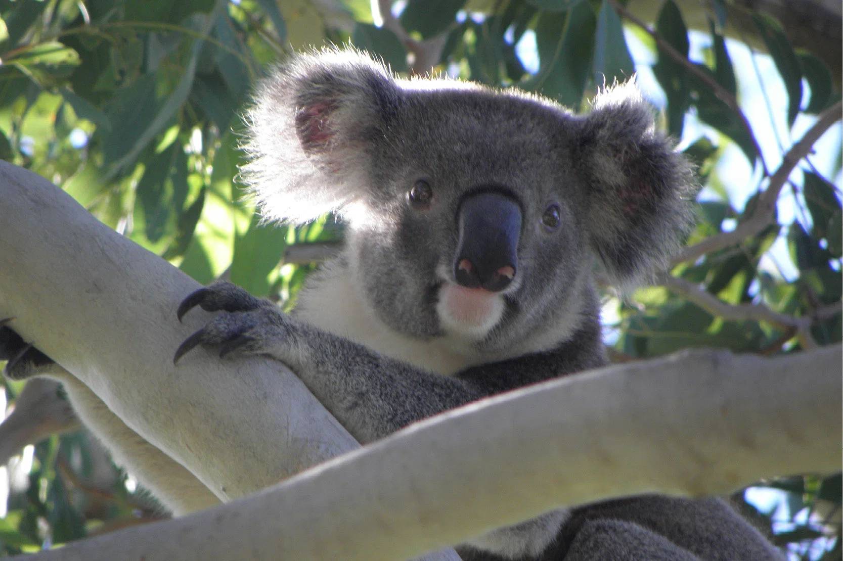 Koala in tree