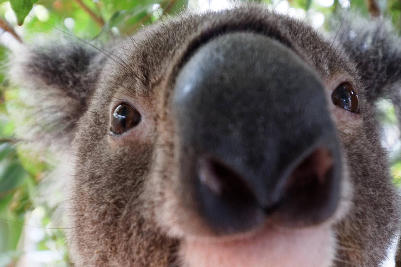 koala nose