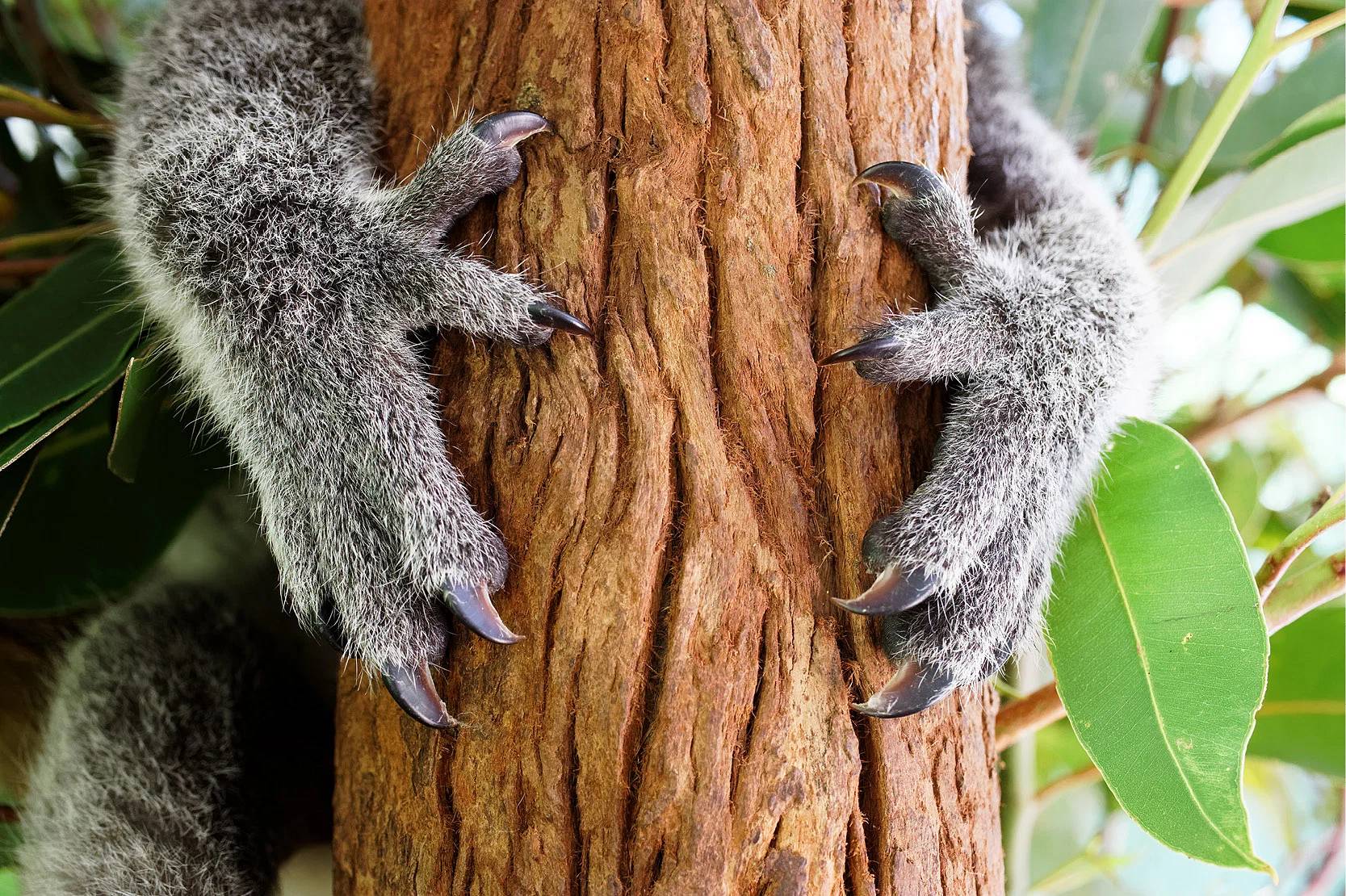 koala paws