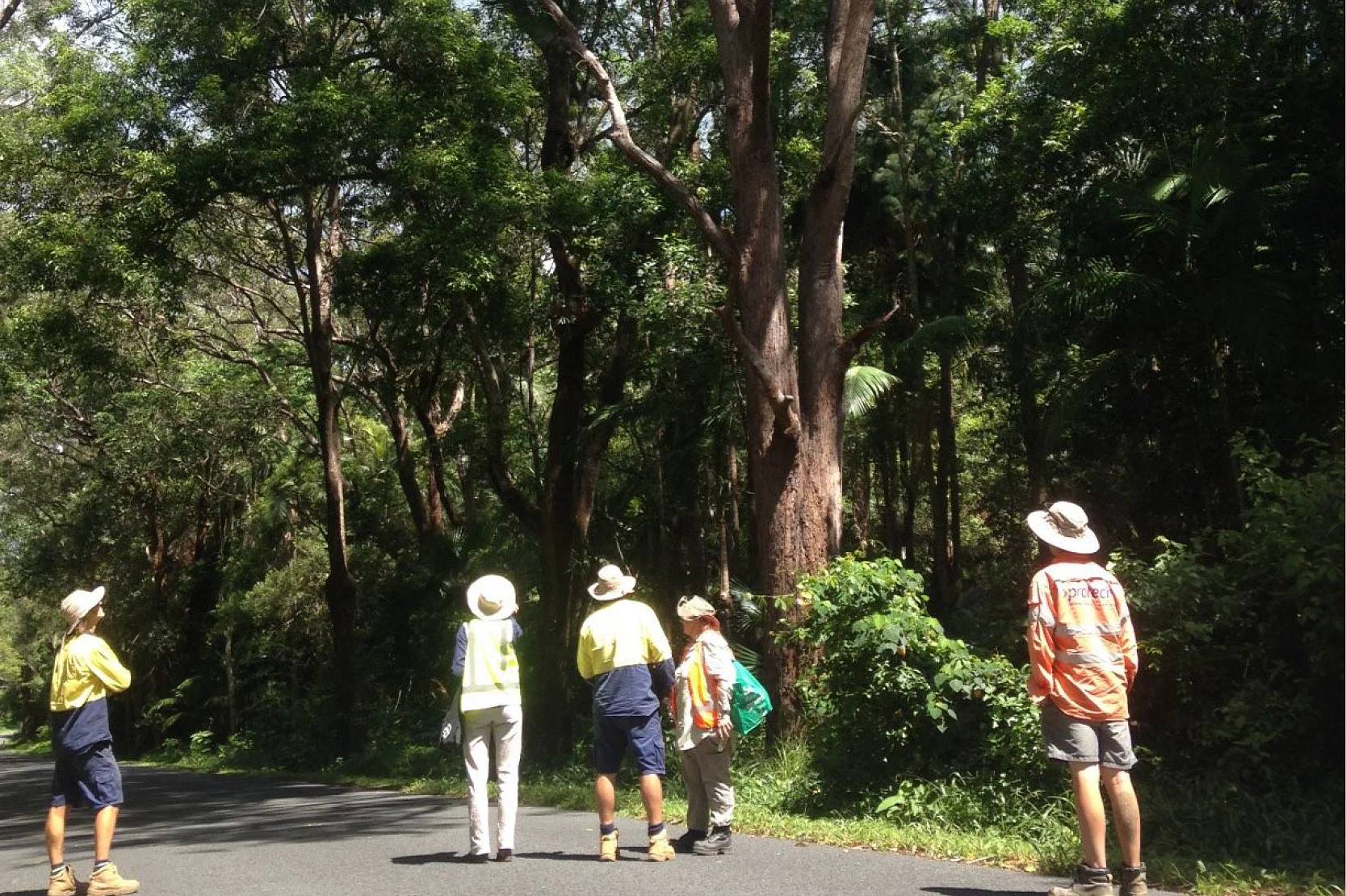 people looking up a tree