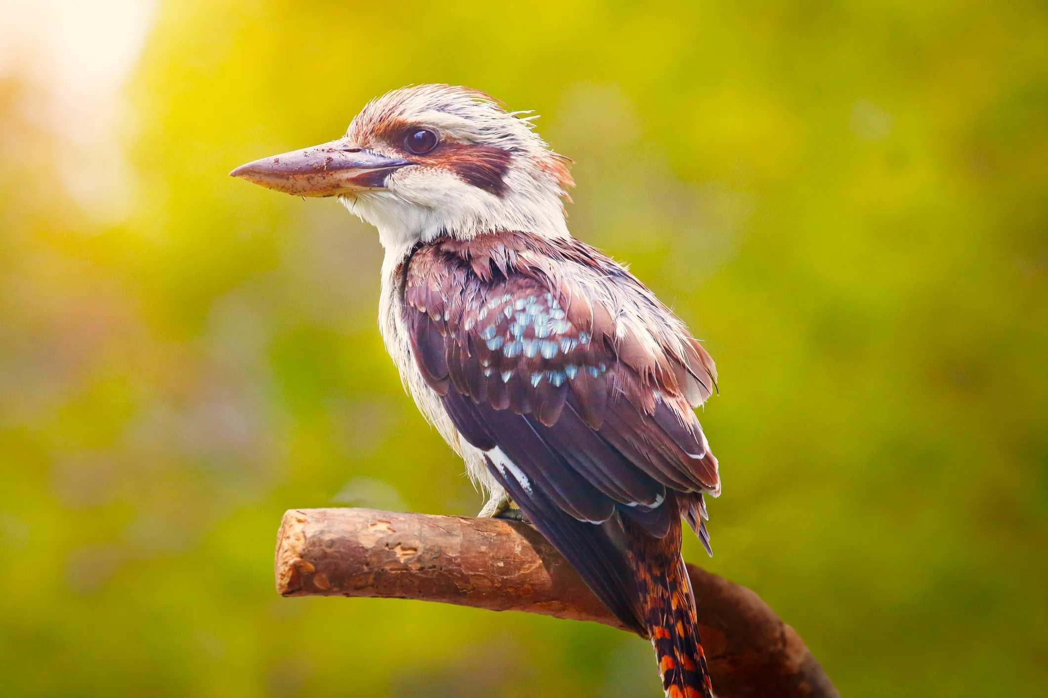 kookaburra-istock-862180960.jpg