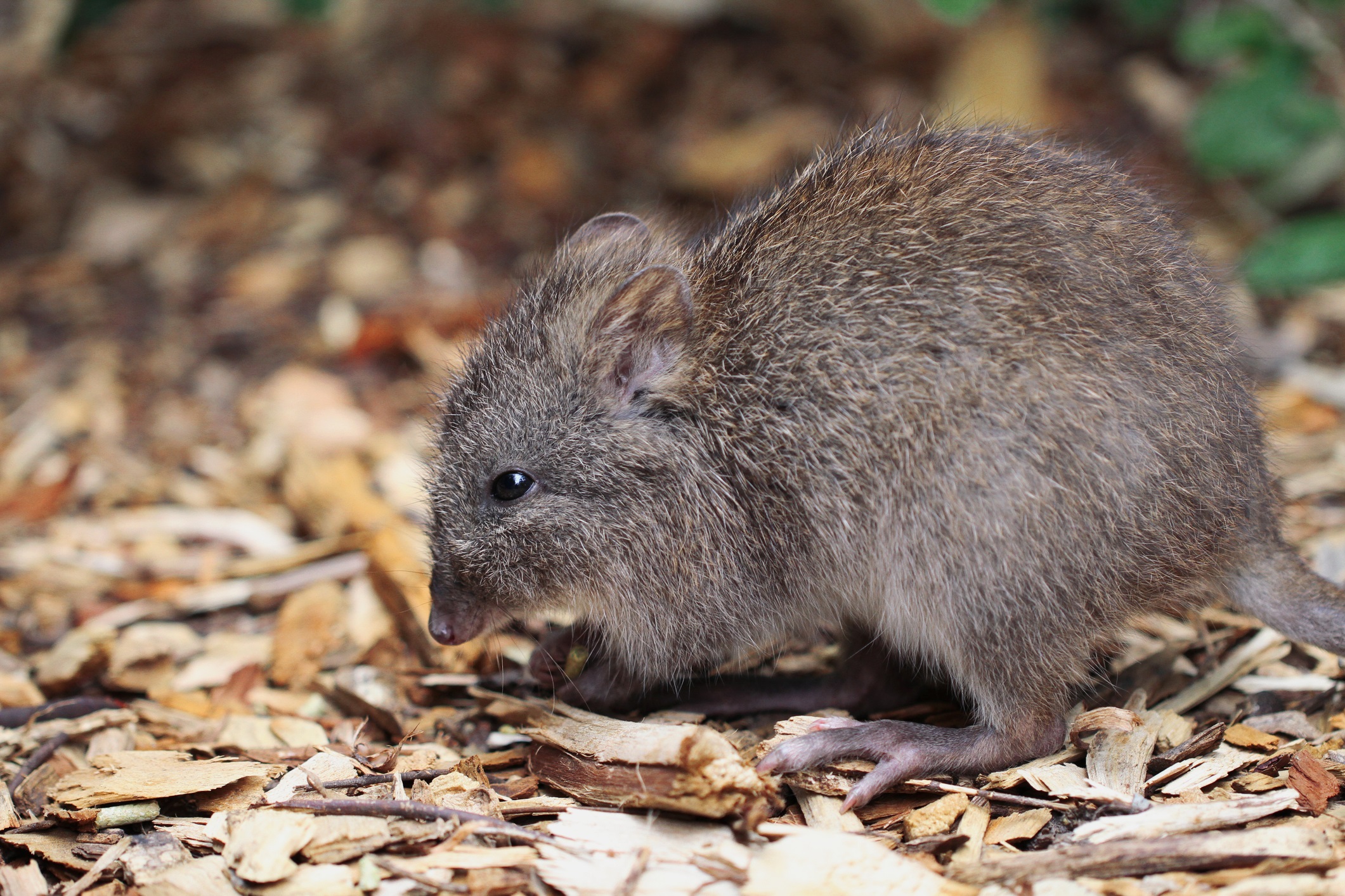 long-nosed-potoroo-istock-480277635.jpg