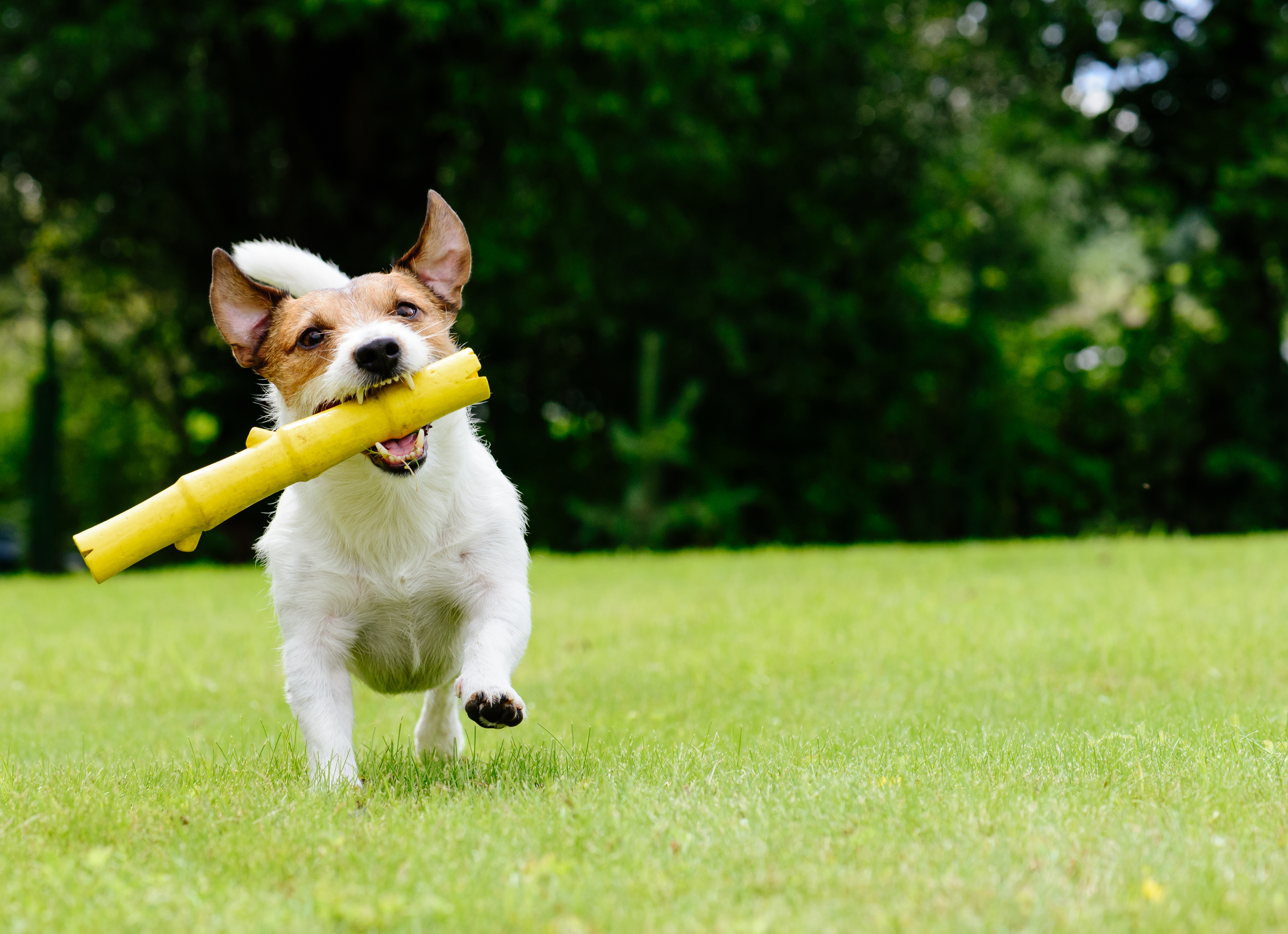 off leash dog running on grass