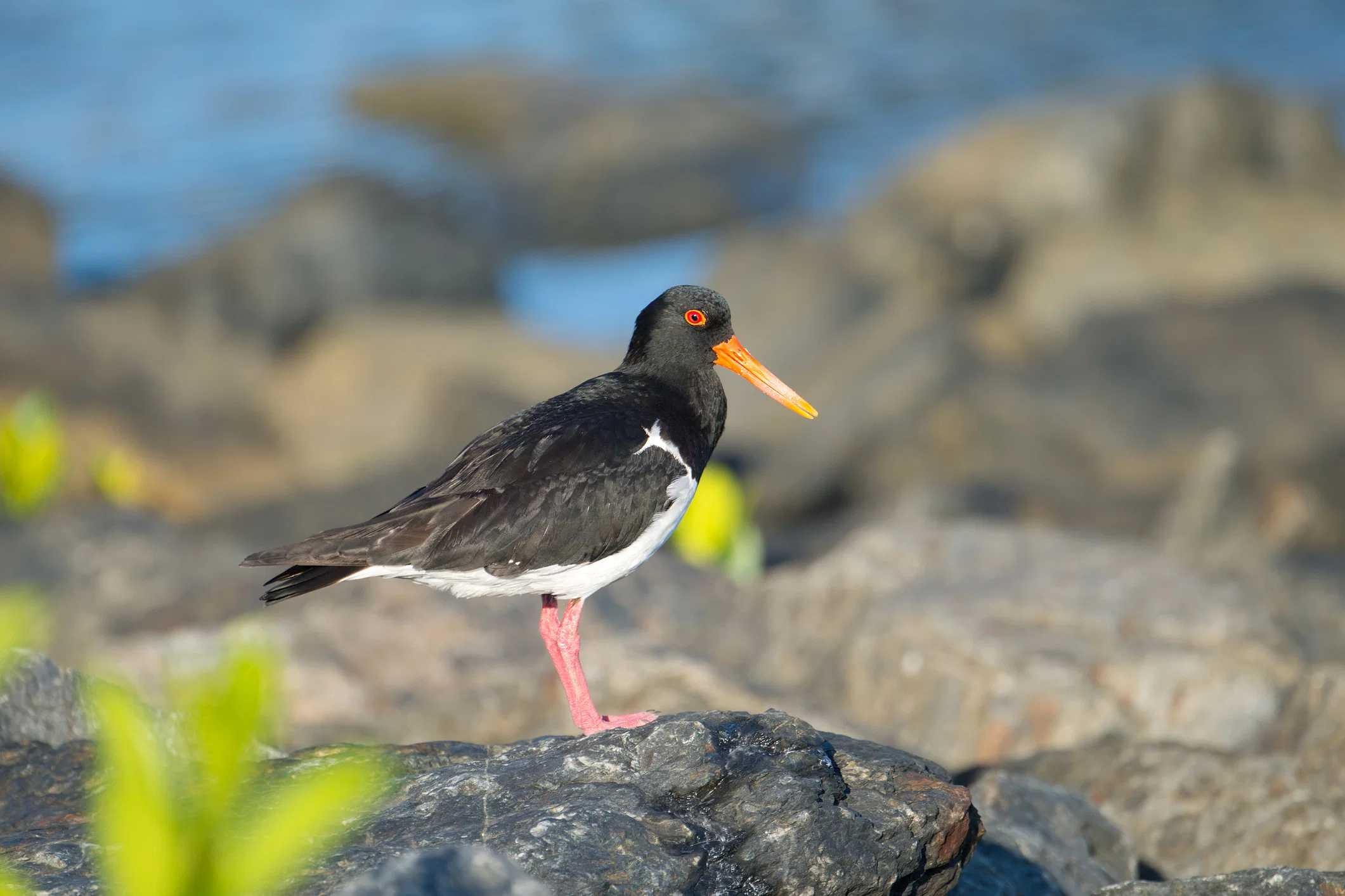 pied-oystercatcher-istock-470297260.jpg