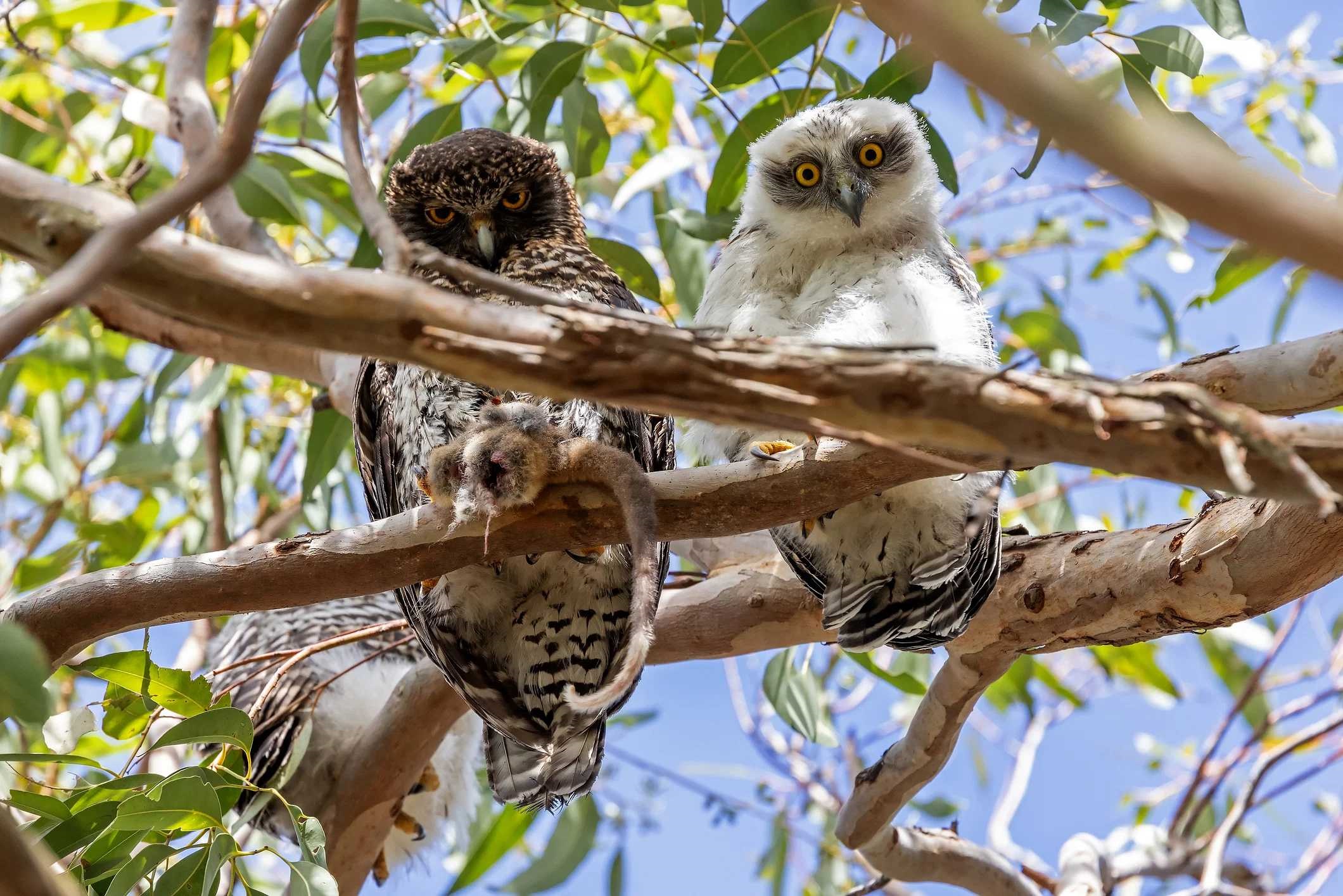 powerful-owl-istock-1644033232.jpg