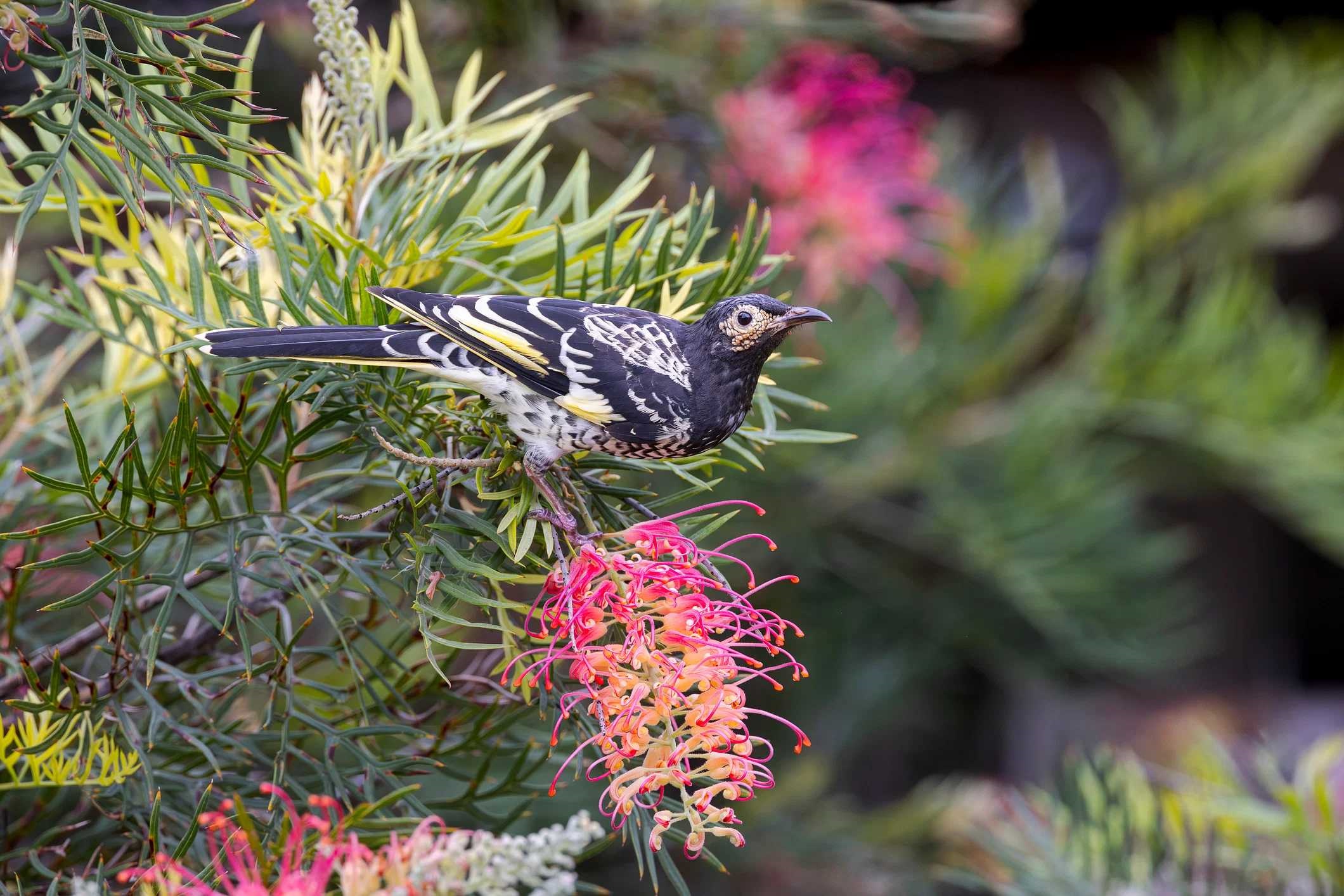 regent-honeyeater-istock-2097762574.jpg