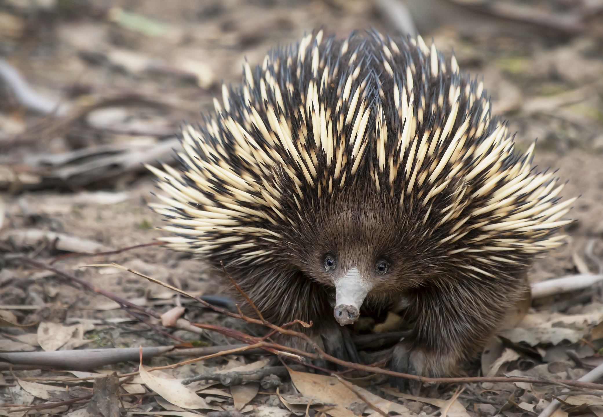 short-beaked-echidna-istock-459046141.jpg