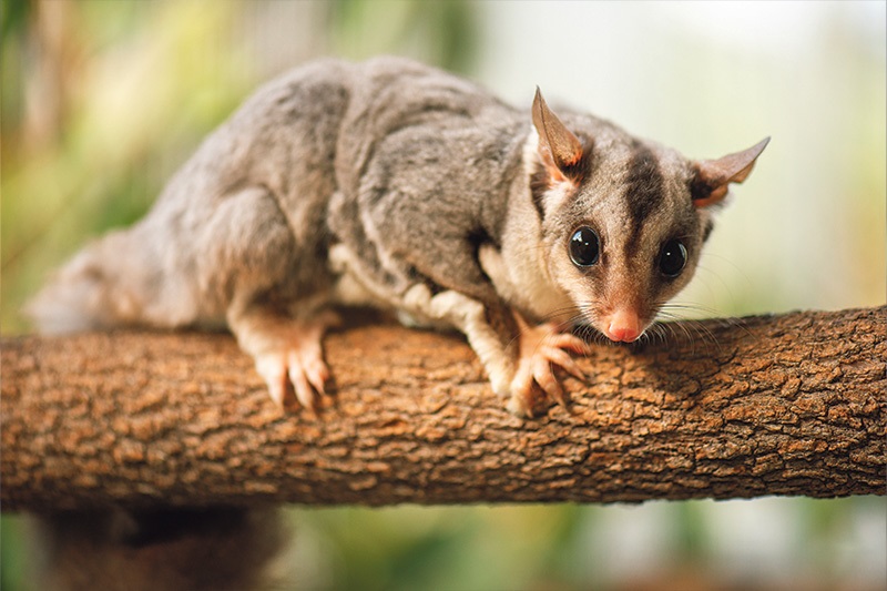 squirrel-glider.jpg