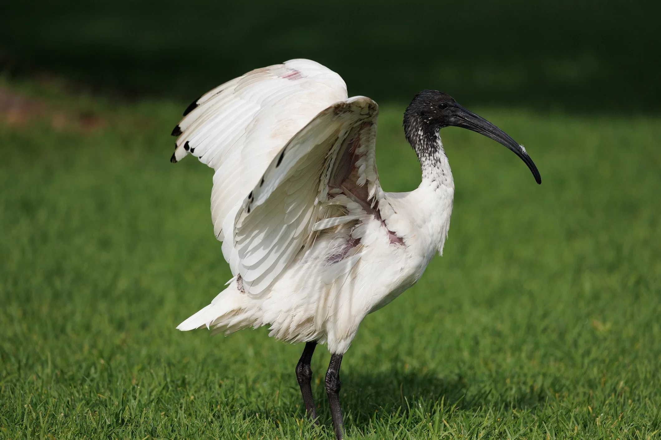 white-ibis-istock-1431628499.jpg