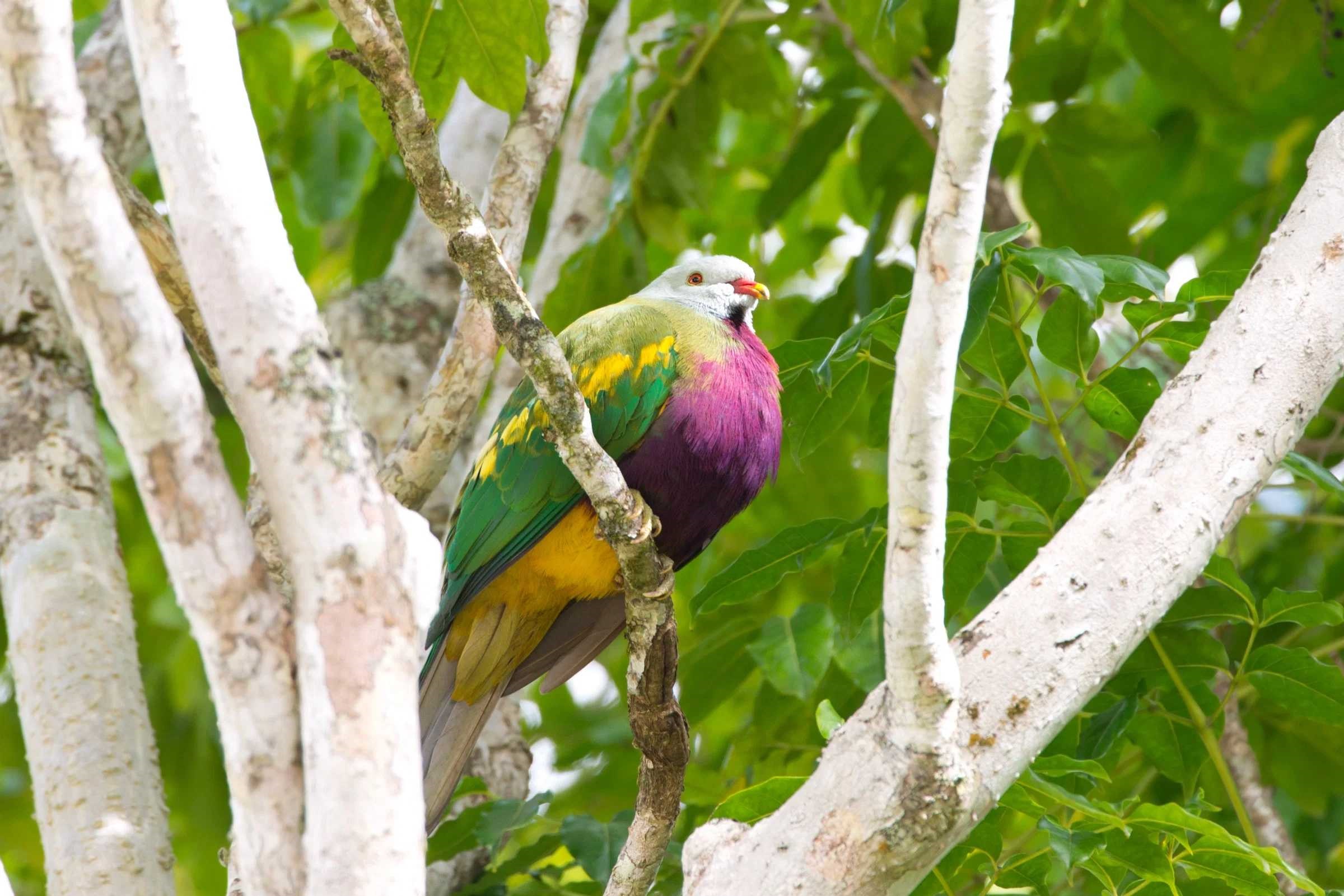 wompoo-fruit-dove-istock-476324350.jpg